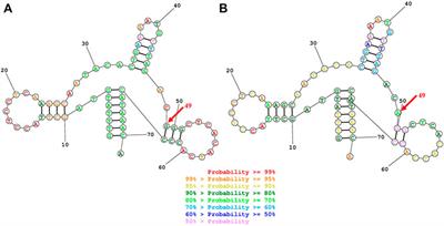 The Mitochondrial tRNAPhe 625G>A Mutation in Three Han Chinese Families With Cholecystolithiasis